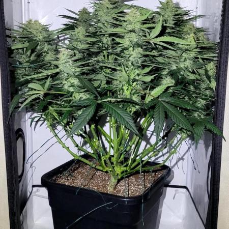 Mephisto Apollo Haze