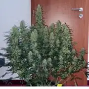 Mephisto Major Toke