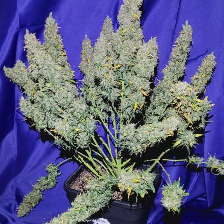 Mephisto Major Toke