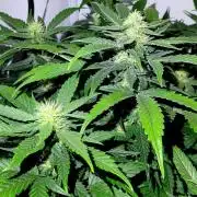 Mephisto Apollo Haze