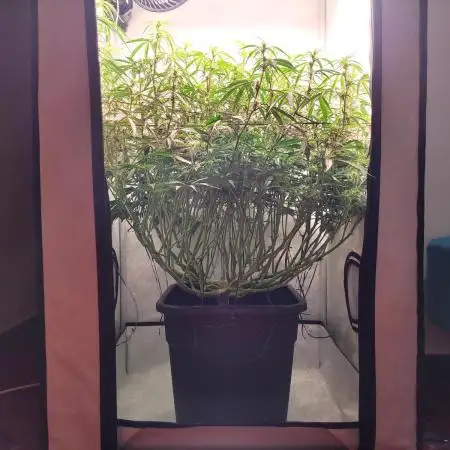 2 Round Super Skunk Automatic