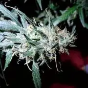 Mephisto Major Toke