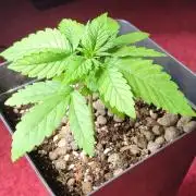 Mephisto Apollo Haze