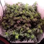 2 Round Super Skunk Automatic