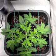 2 Round Super Skunk Automatic