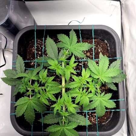 2 Round Super Skunk Automatic