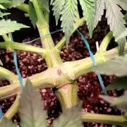 2 Round Super Skunk Automatic