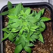 Mephisto Apollo Haze
