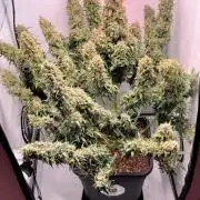 Mephisto Major Toke