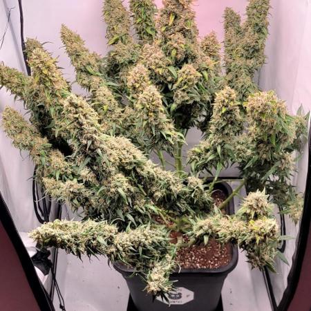 Mephisto Major Toke