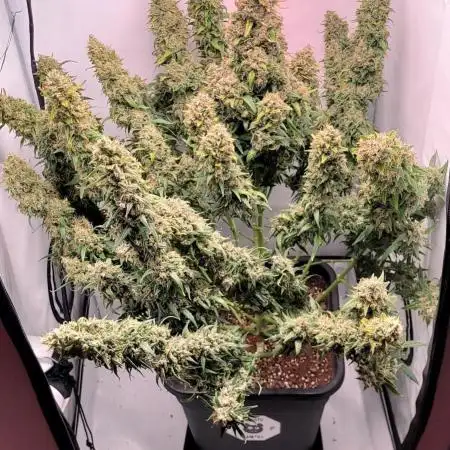 Mephisto Major Toke