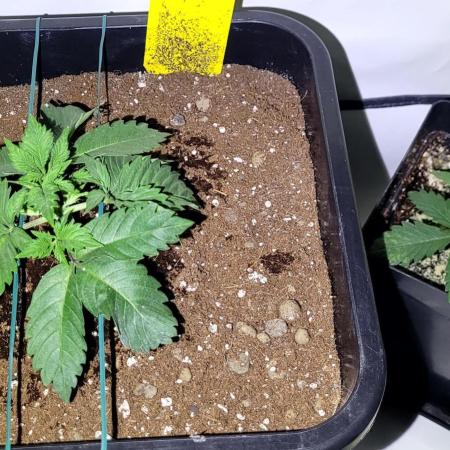 Mephisto Guava Fig