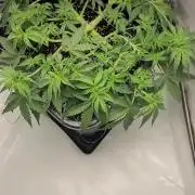 2 Round Super Skunk Automatic