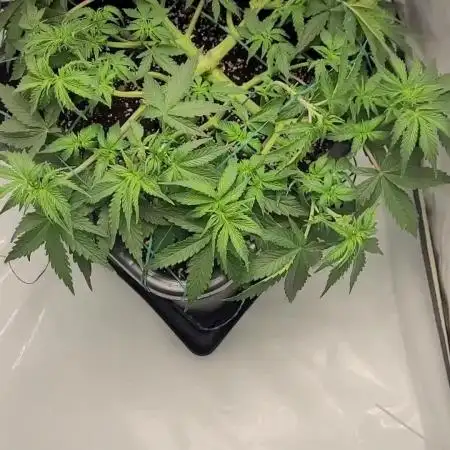 2 Round Super Skunk Automatic