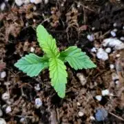 Mephisto Guava Fig