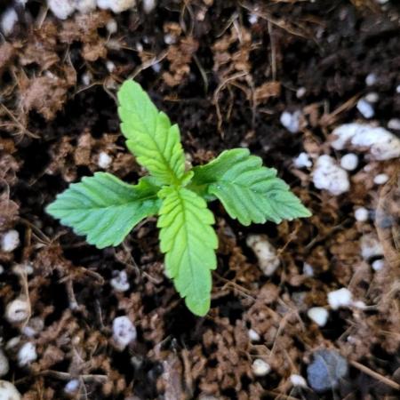 Mephisto Guava Fig