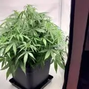 Mephisto Major Toke