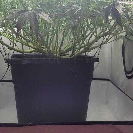 2 Round Super Skunk Automatic