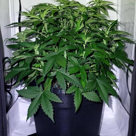 Mephisto Apollo Haze