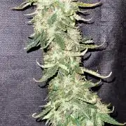 2 Round Super Skunk Automatic