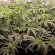 2 Round Super Skunk Automatic