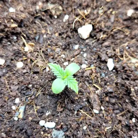 Mephisto Major Toke