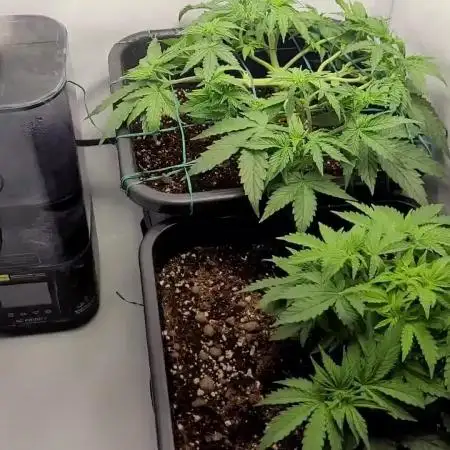 2 Round Super Skunk Automatic