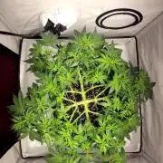 2 Round Super Skunk Automatic