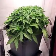 Mephisto Apollo Haze