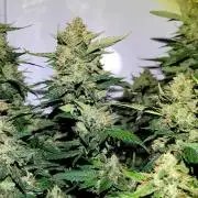 Mephisto Apollo Haze