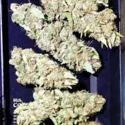 Mephisto Apollo Haze