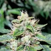 Mephisto Apollo Haze