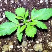Mephisto Guava Fig