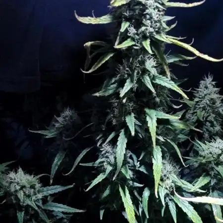 Mephisto Major Toke