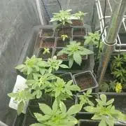 Blanco genetix Tester Run