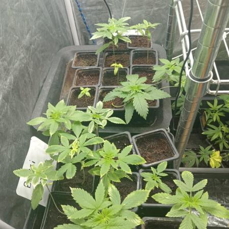 Blanco genetix Tester Run