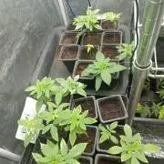 Blanco genetix Tester Run