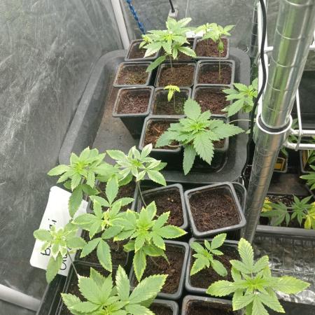 Blanco genetix Tester Run