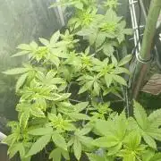 Blanco genetix Tester Run