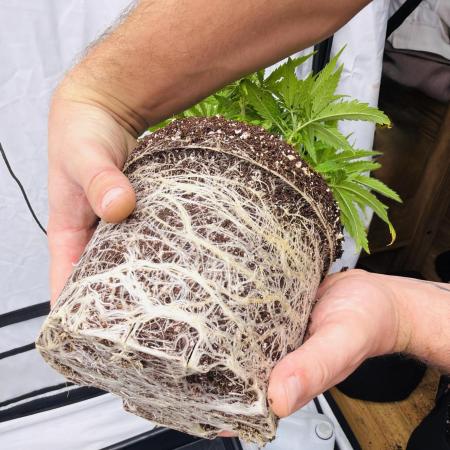 The 5x5 grow Pheno hunting for breeding