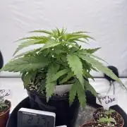 The 5x5 grow Pheno hunting for breeding