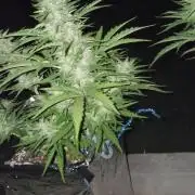 Green poison xl auto Primera cosecha