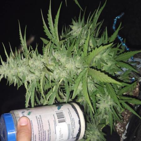 Green poison xl auto Primera cosecha