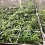 Ac Grow
