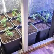 Ac Grow