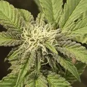 Radical Juice - Ripper Seeds