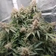 Big Bud Auto #1