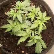 Dankberry the Second Outdoor-Queen