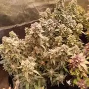 Dankberry Auto-Deep Pots, Full Potential