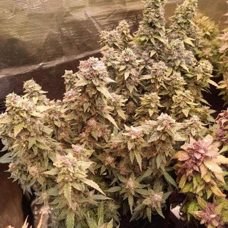 Dankberry Auto-Deep Pots, Full Potential